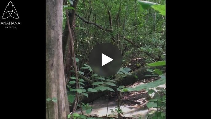 vidéo de bain de forêt