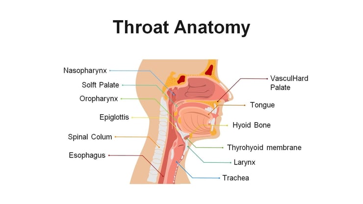 throat anatomy
