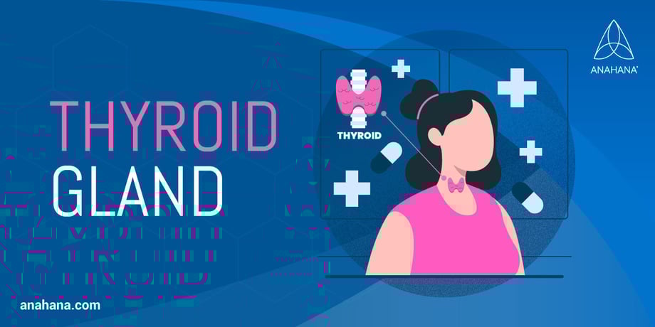 the thyroid gland, location and functions