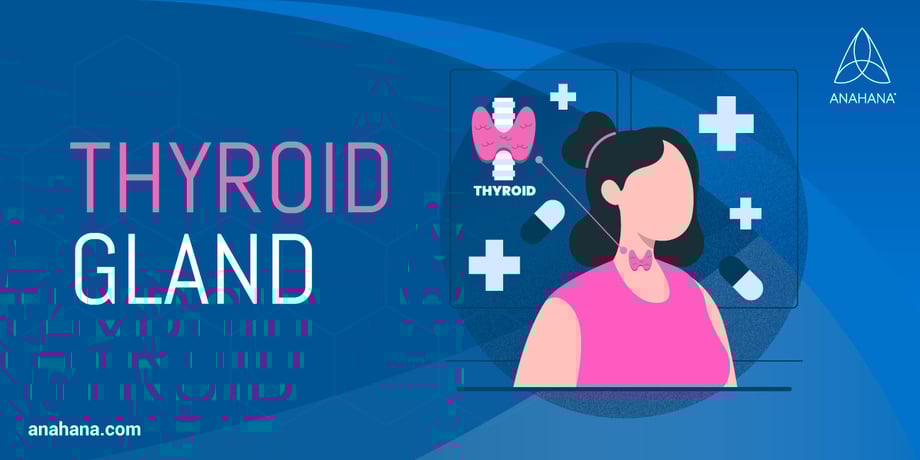 ต่อมไทรอยด์, ตำแหน่งและหน้าที่
