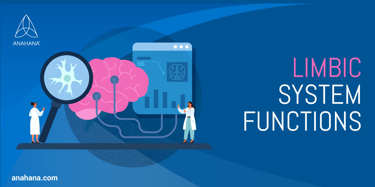 functions of the limbic system