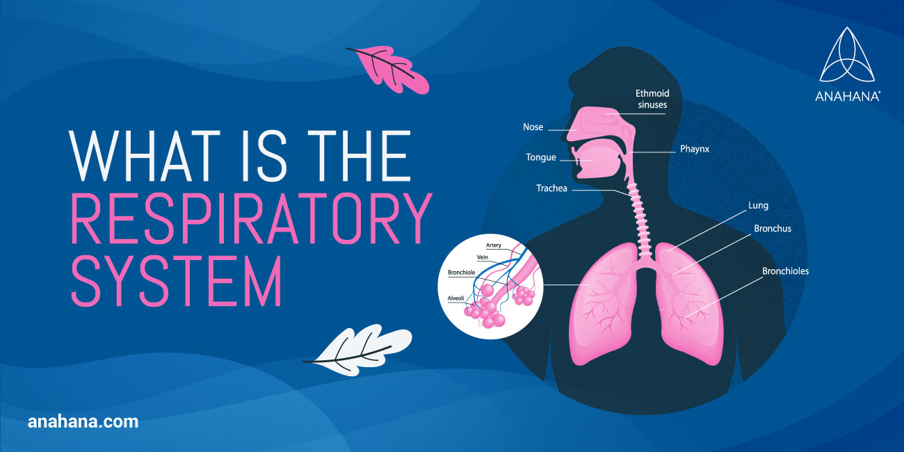 qué es el sistema respiratorio