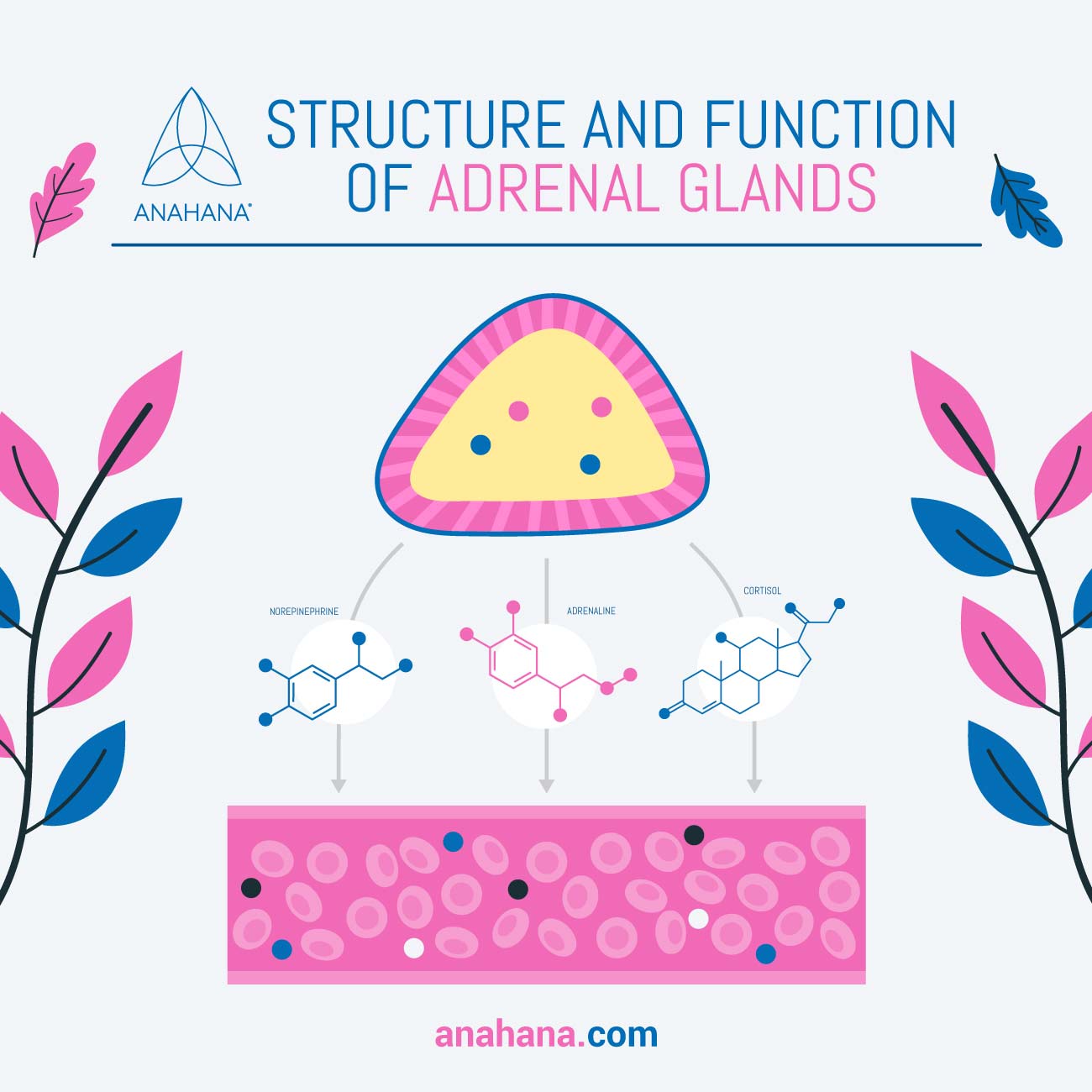 estructura y función de las glándulas suprarrenales