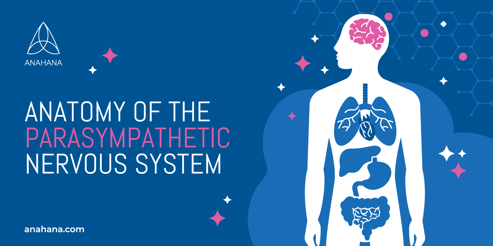 the anatomy of the parasympathetic nervous system