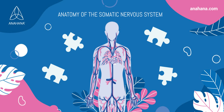 Anatomy of the Somatic Nervous System