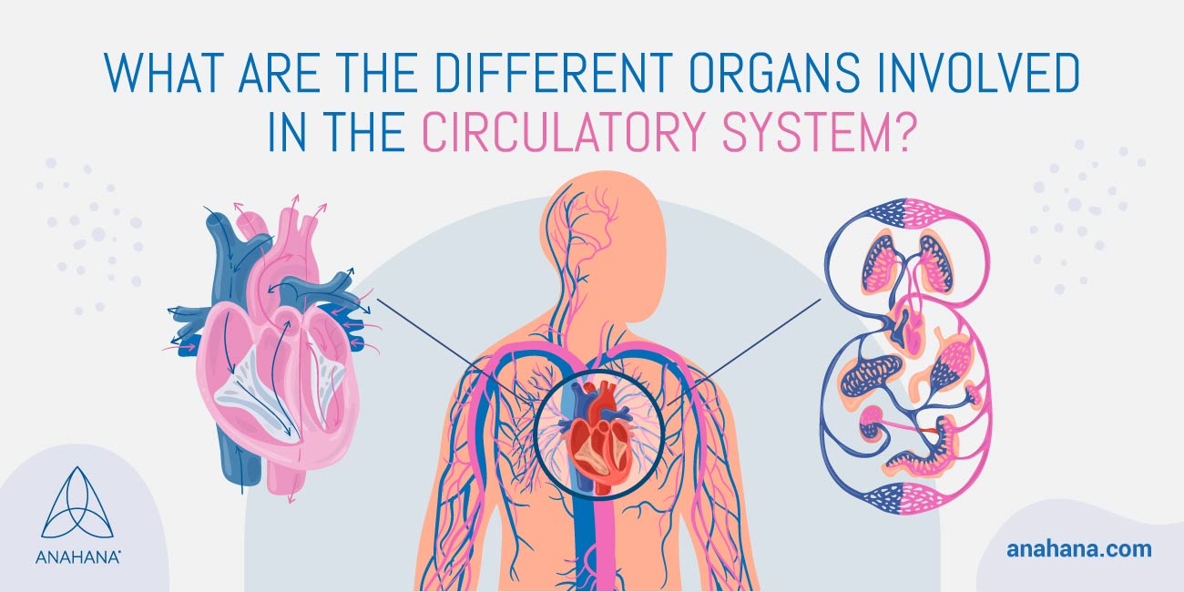órgãos do sistema circulatório