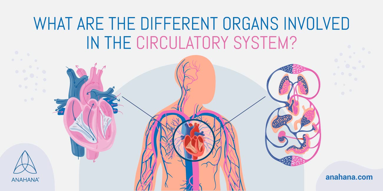 organi del sistema circolatorio