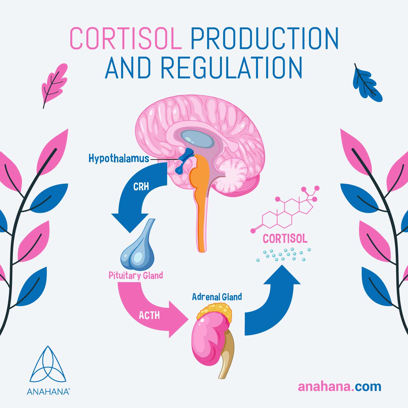 explicação da produção e regulação do cortisol