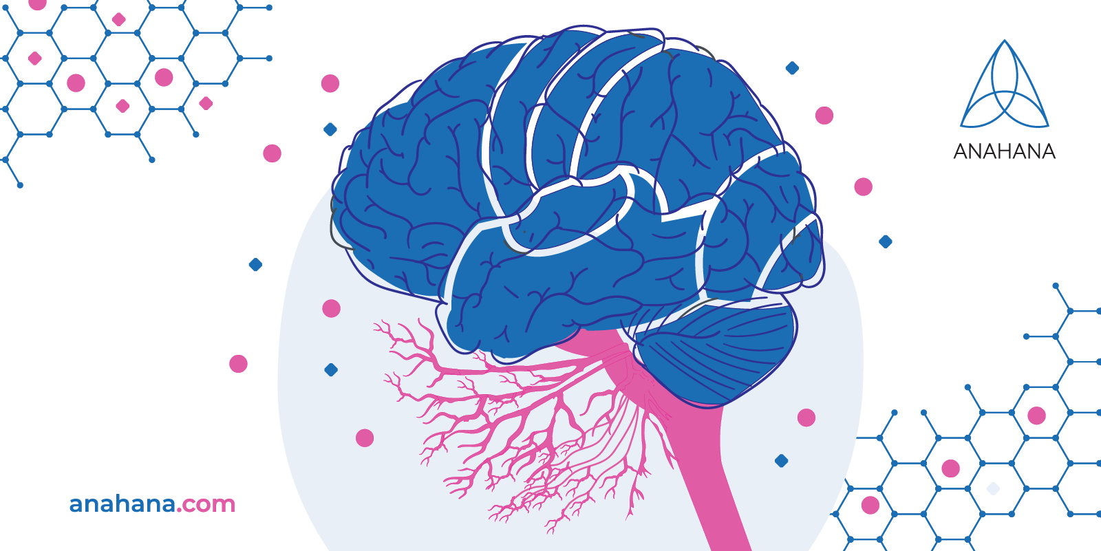 image of the cranial nerves and spinal nerves