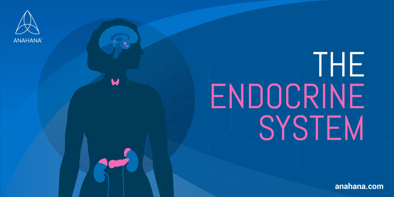 sistemul endocrin și funcțiile sale