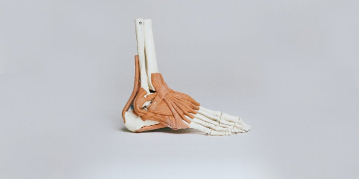 Un primer plano de algunos músculos que cruzan el tobillo desde la espinilla hasta los huesos del pie