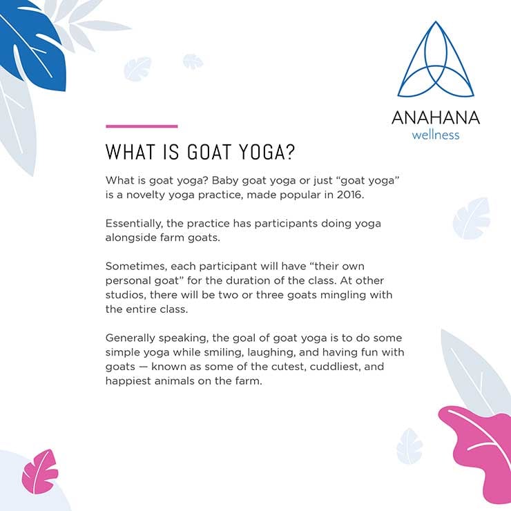 le yoga de la chèvre expliqué
