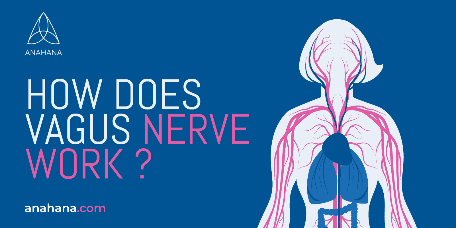 como funciona o nervo vago
