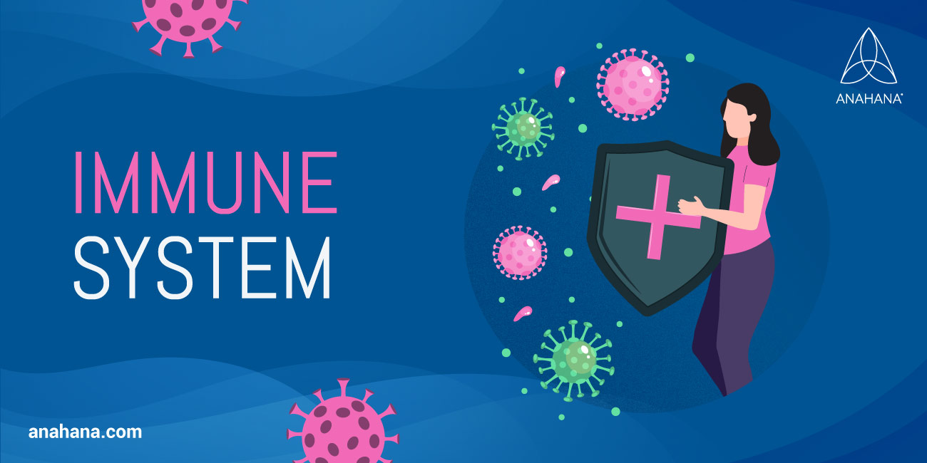 the immune system explained