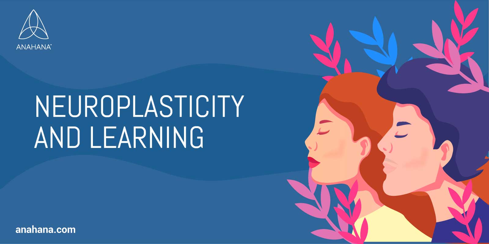 neuroplasticity and learning
