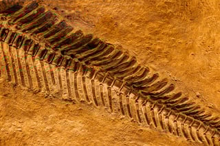 Fossile di orthoceras Featured Image