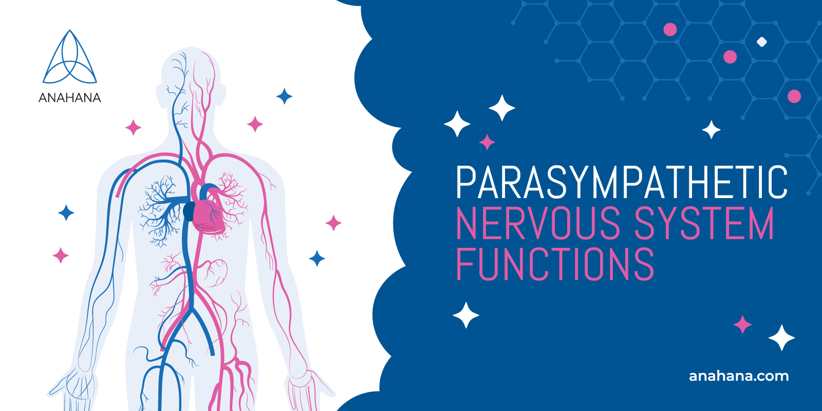 the functions of the parasympathetic nervous system