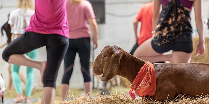 group doing goat yoga together