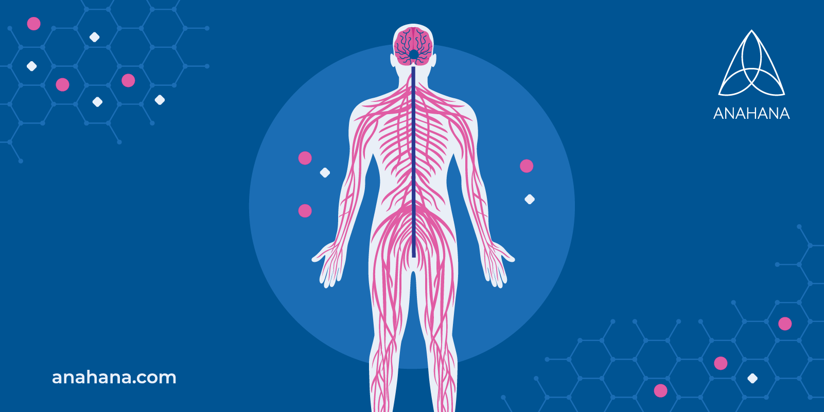 the anatomy of the peripheral nervous system