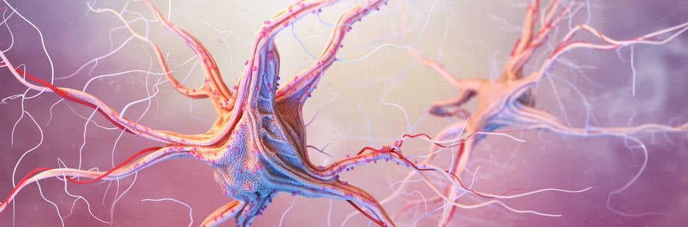 autonomic nervous system controlling the fight or flight response