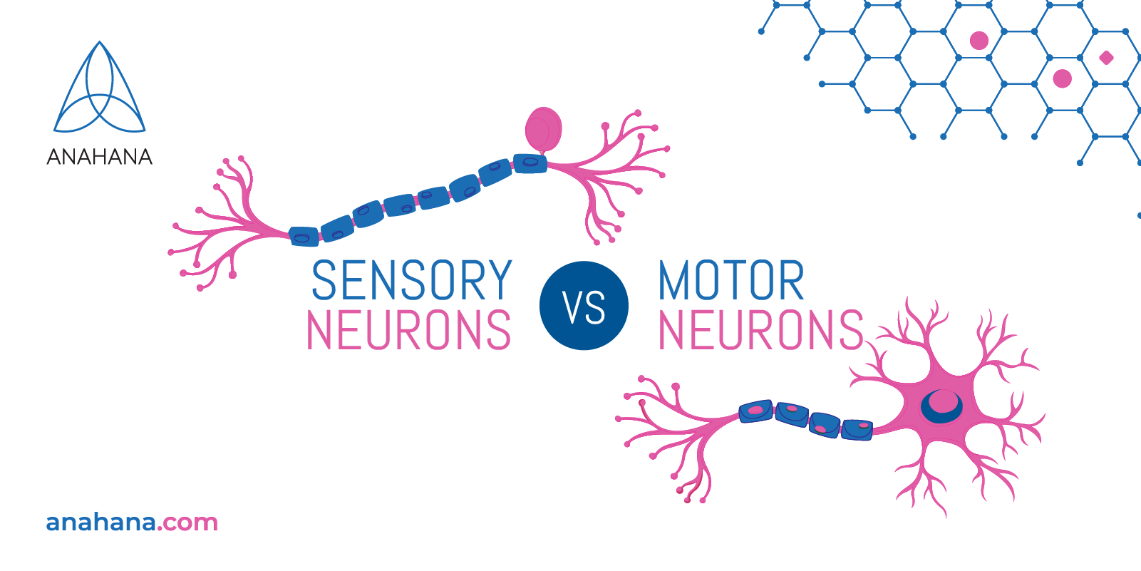 neuroni sensoriali e neuroni motori - quarto sito web