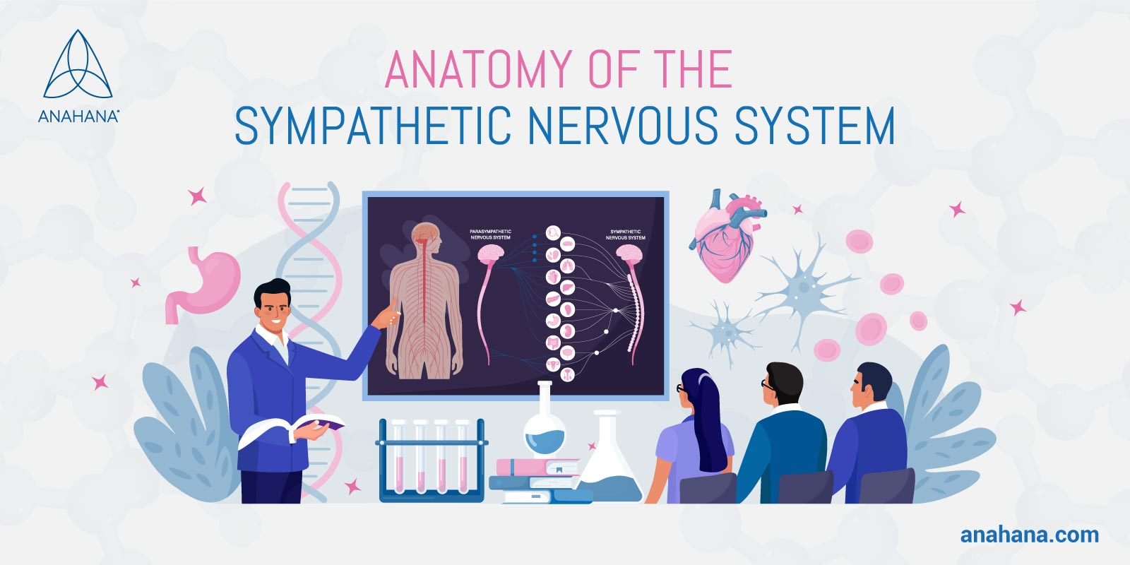 Anatomie des sympathischen Nervensystems