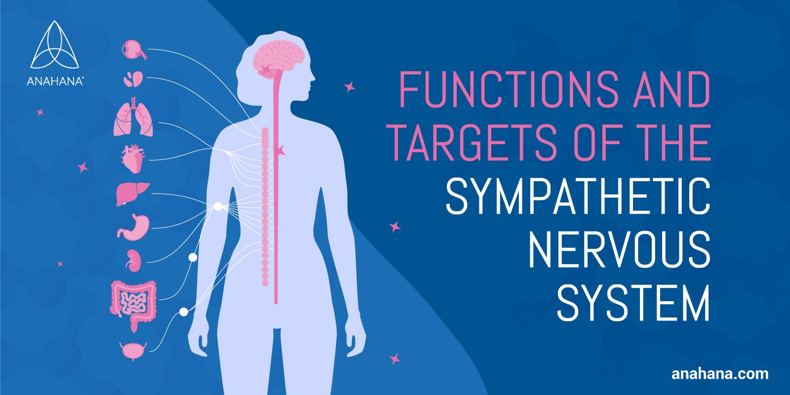 Функции симпатической нервной системы