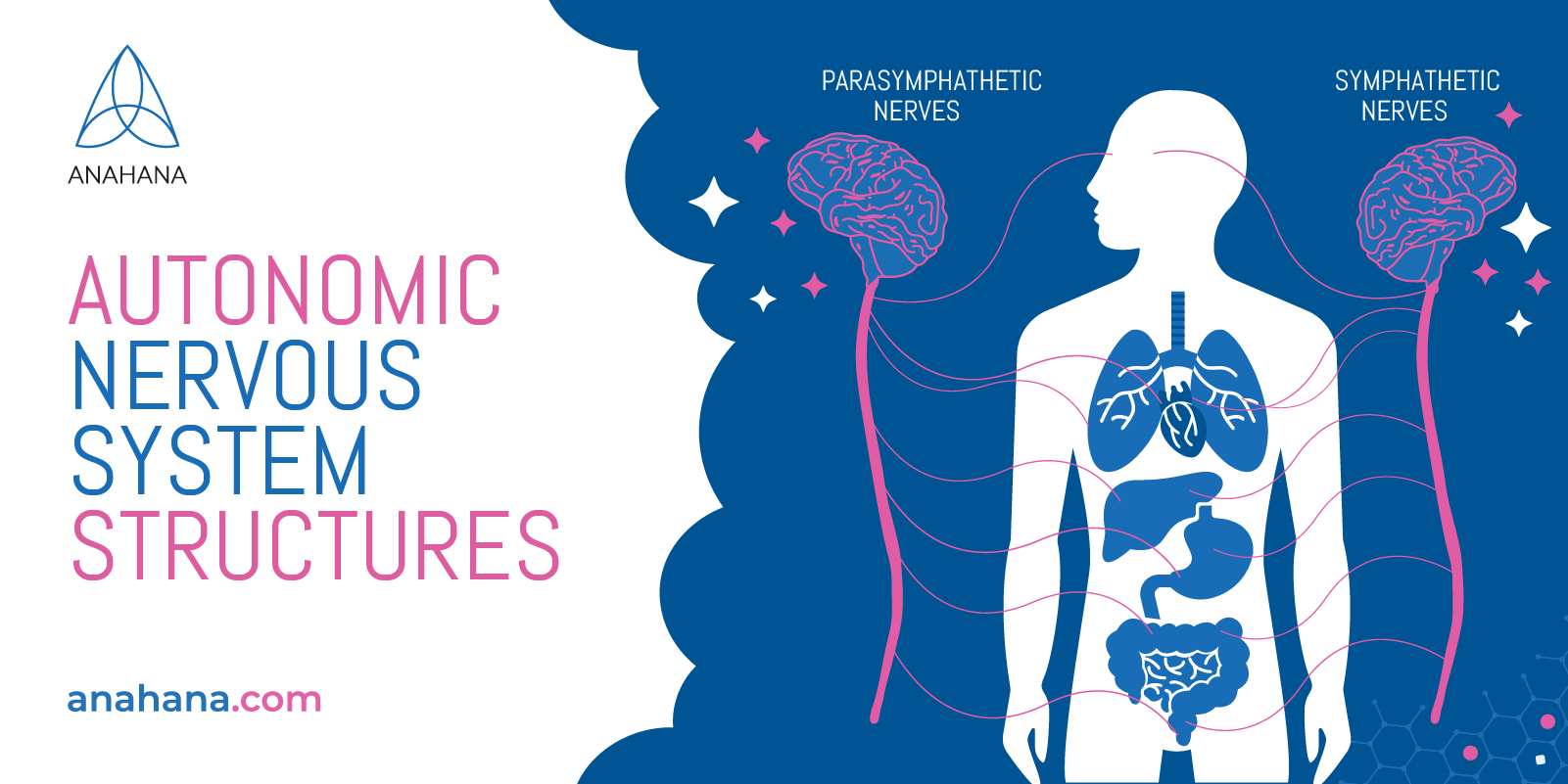 structure and organization of the autonomic nervous system