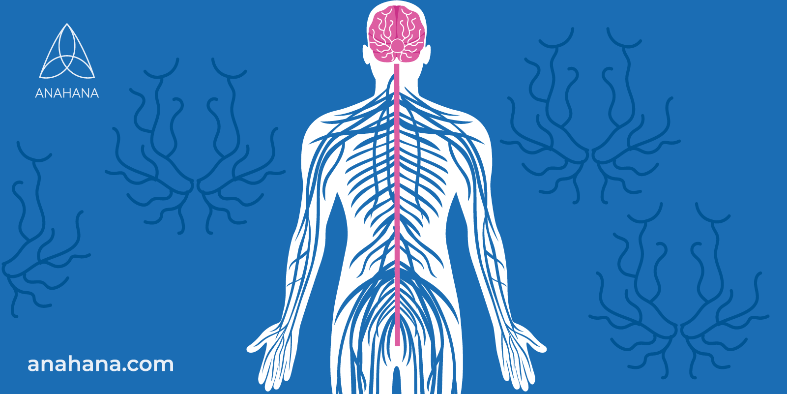 vagus nerve frequently asked questions