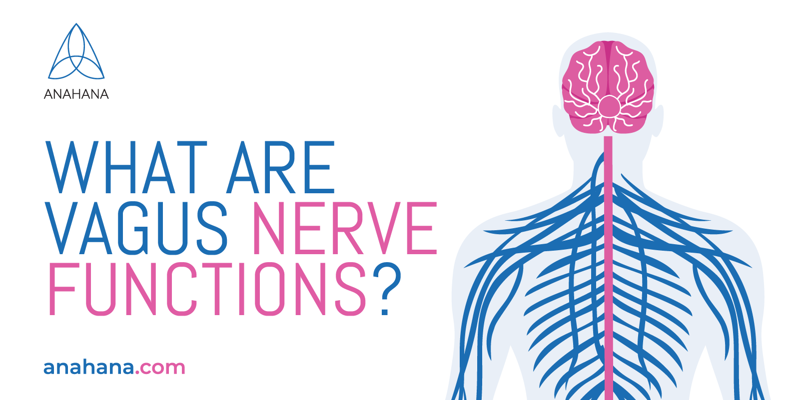 the functions of the vagus nerve