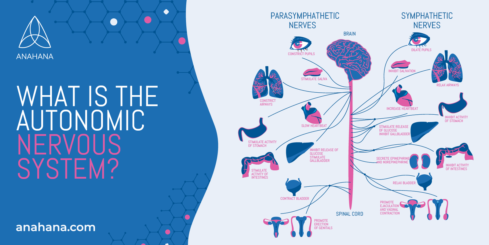 Somatic And Autonomic Nervous System The Autonomic Nervous System somatic-and-autonomic-nervous-system-the-autonomic-nervous-system