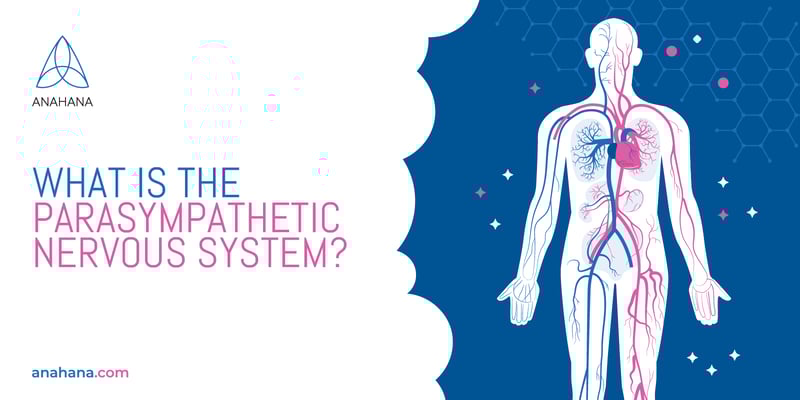 What is the Parasympathetic Nervous System - Overview & Function