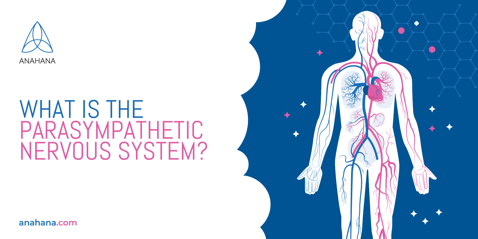 Vad är det parasympatiska nervsystemet?
