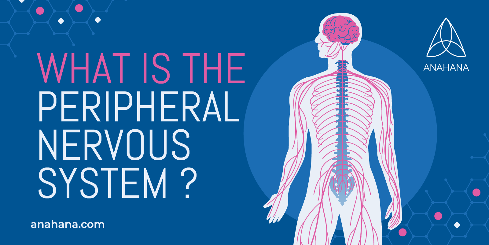 illustration of what the peripheral nervous system is