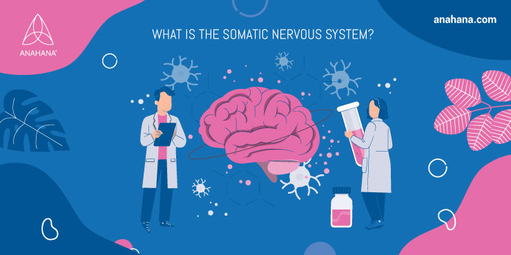 Qué es el sistema nervioso somático