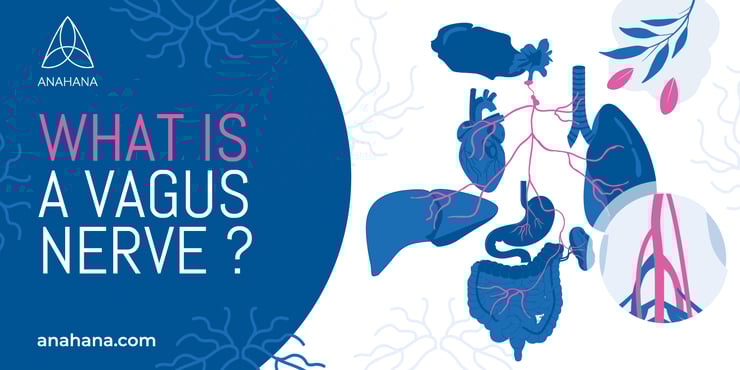 illustration of the vagus nerve