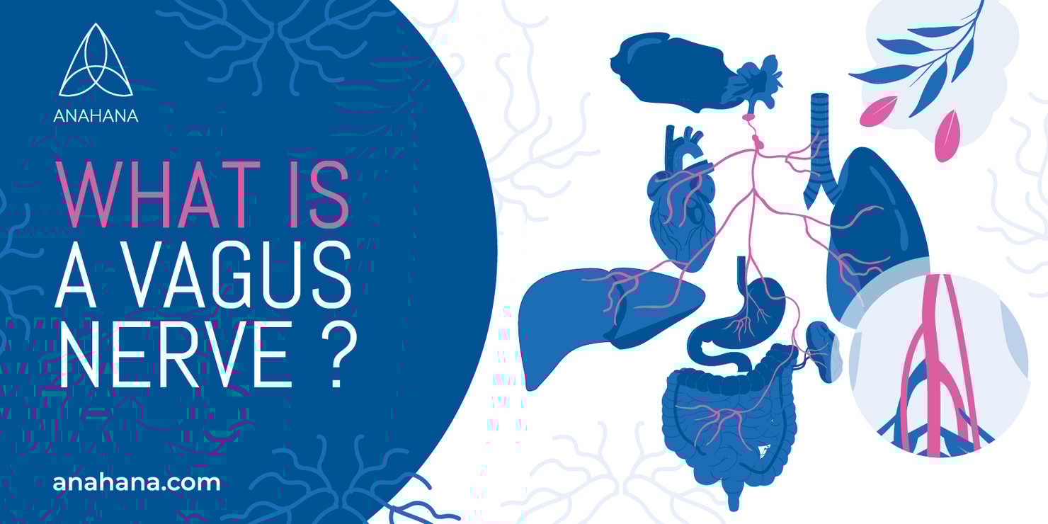 Wat is de nervus vagus? Wat