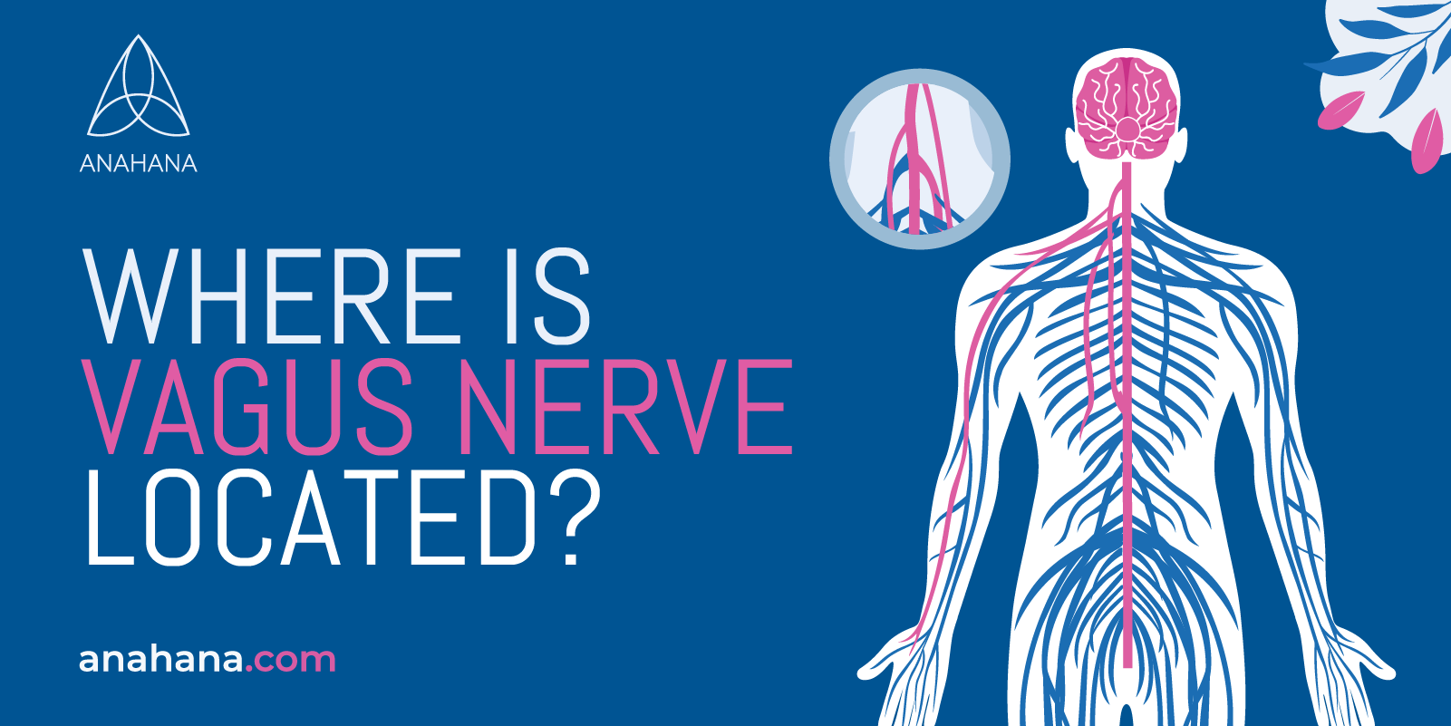 where the vagus nerve is located