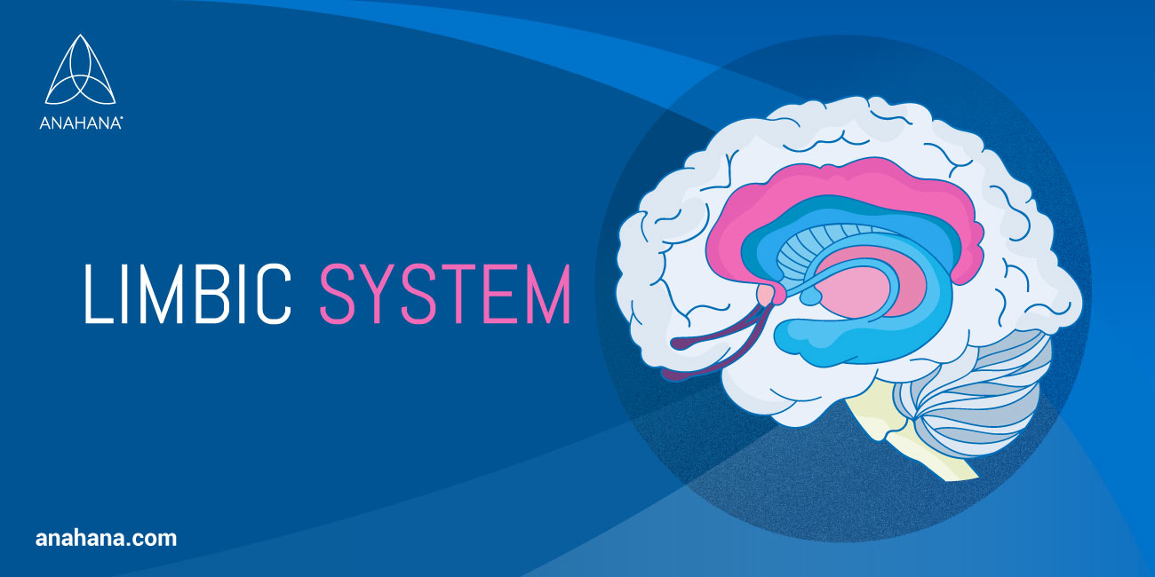 Qu'est-ce que le système limbique ?