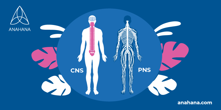 ilustrarea sistemului nervos central vs. sistemul nervos periferic