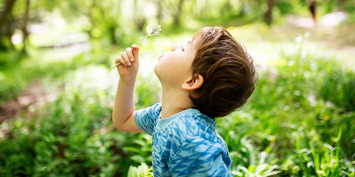 little kindergarten boy blowing dandelions using breathing exercise for kids