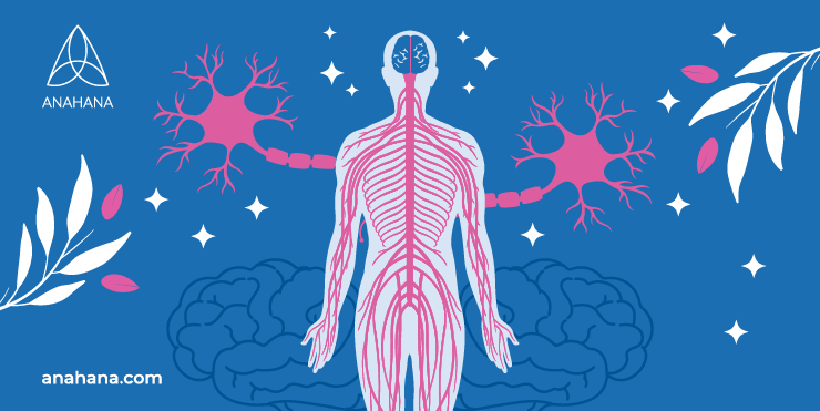 ilustracja obwodowego układu nerwowego