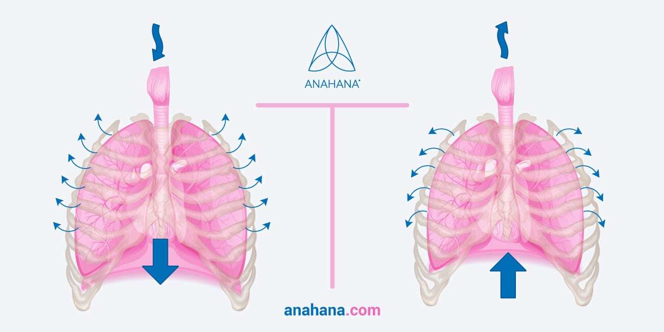 Diaphragmatic breathing illustrated