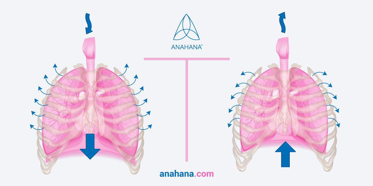 Diaphragmatic breathing illustrated