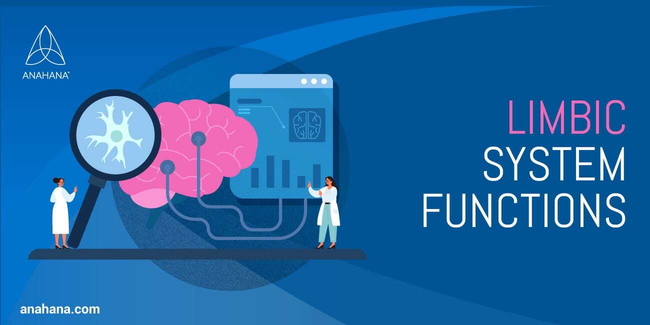 functions of the limbic system