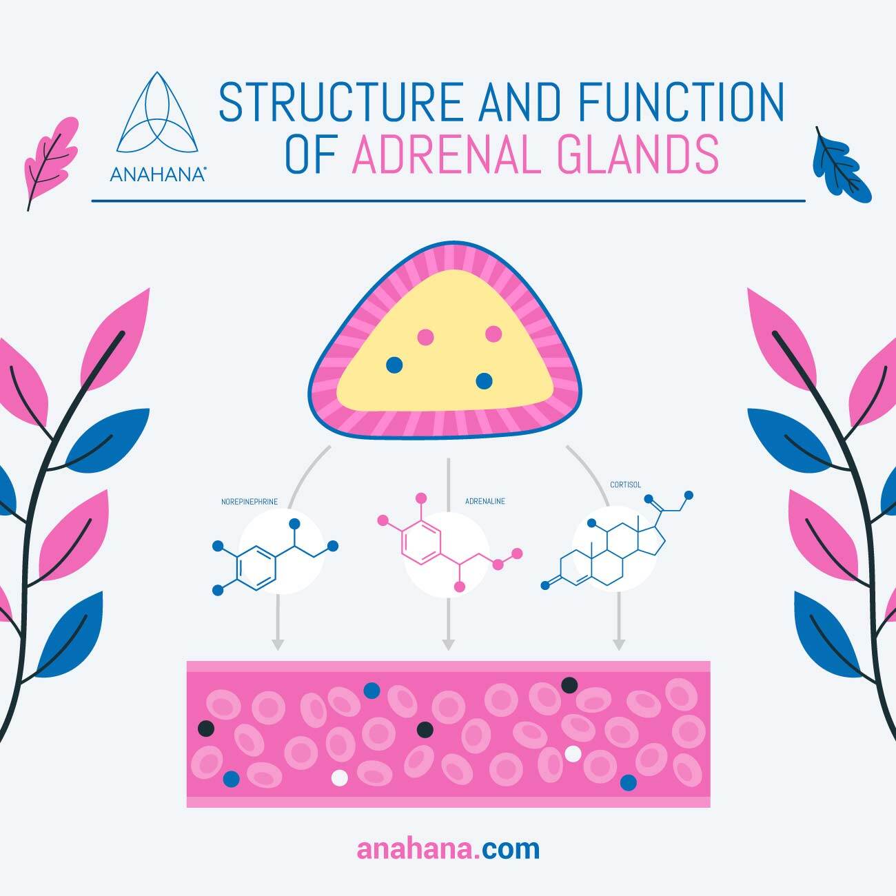 structure and function of the adrenal glands