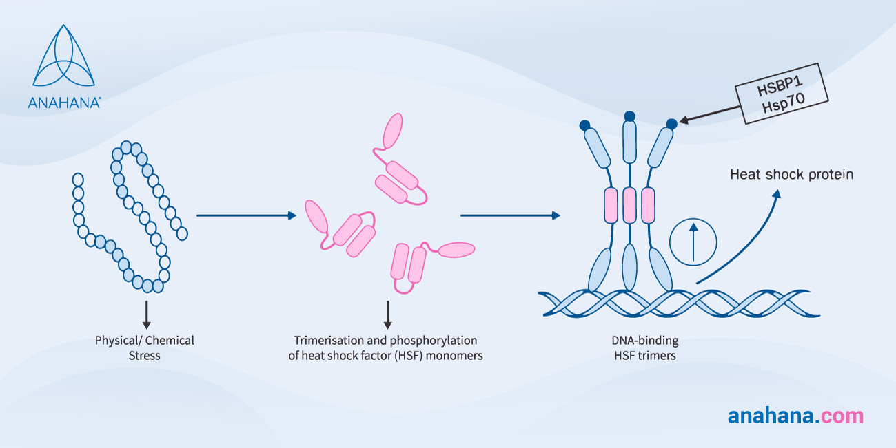 Białka szoku cieplnego