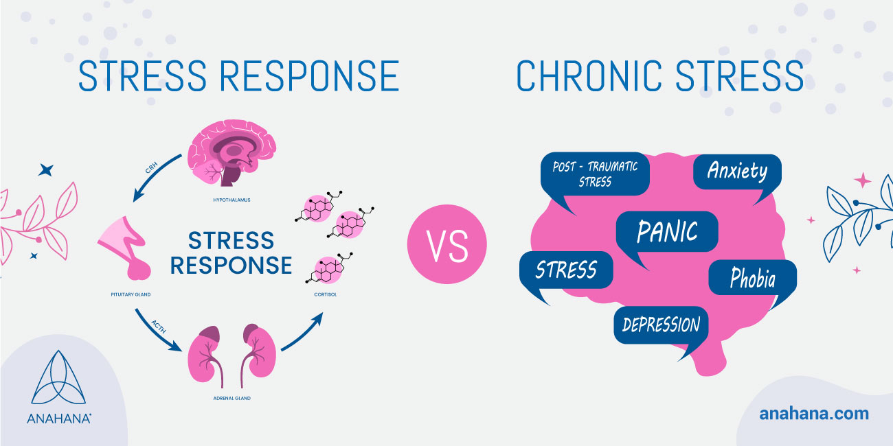 stress response vs chronic stress