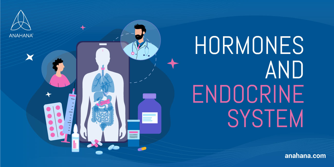 hormones and the endocrine system