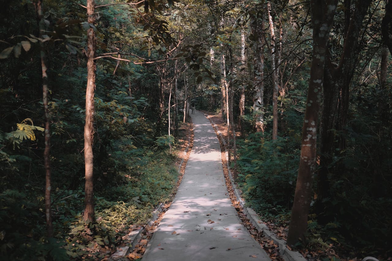 การเดินในธรรมชาติ